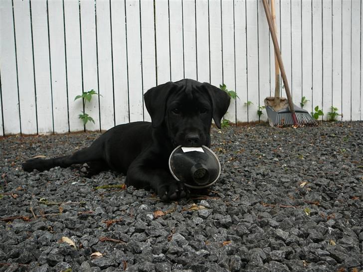 Labrador retriever Tico - Tico (L) - min søde hund <3 billede 1