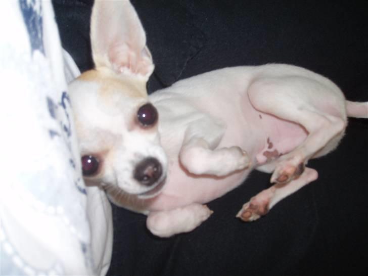 Chihuahua Tigo - Er jeg ikke sød? billede 3