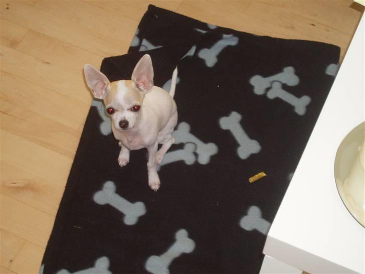 Chihuahua Tigo - Jeg vil lege :-) billede 4
