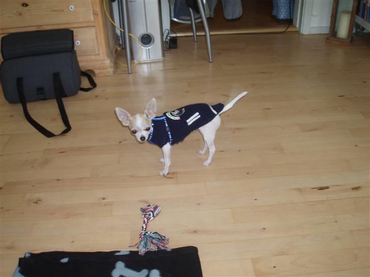 Chihuahua Tigo - Min hale ser sjov ud, fordi den logrer. billede 5