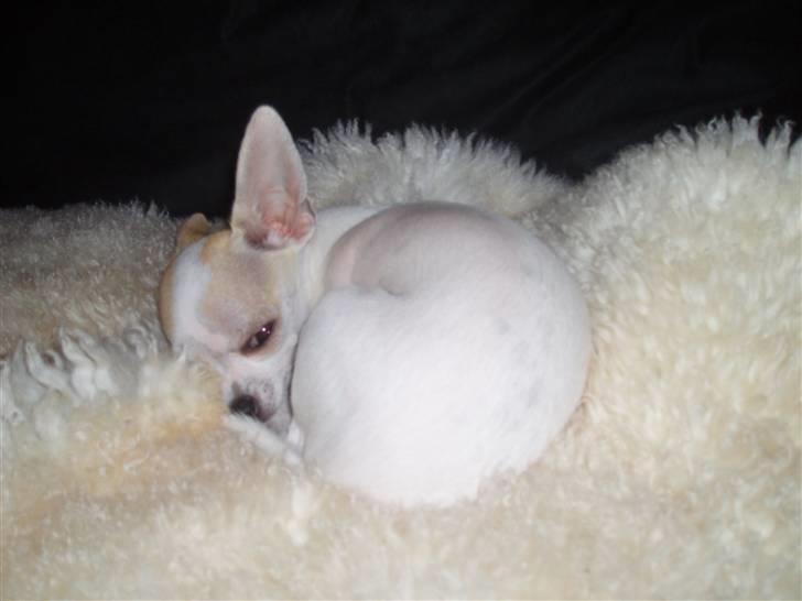 Chihuahua Tigo - Jeg elsker mit lammeskind. billede 6