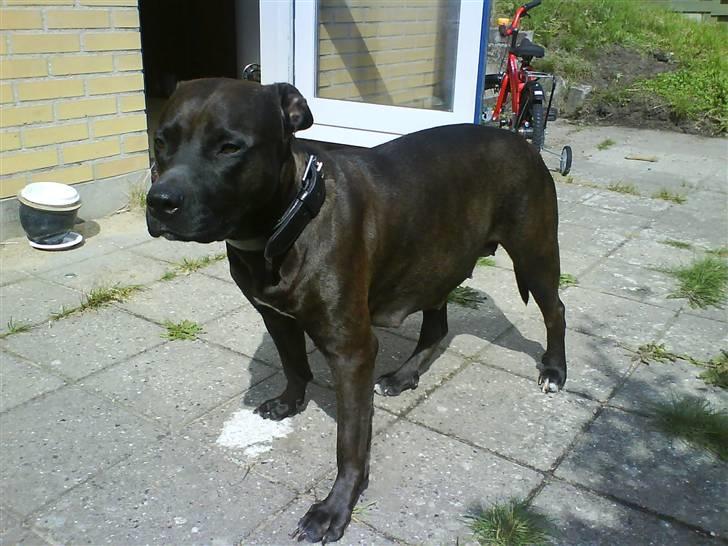 Amerikansk staffordshire terrier Daisy  - Det er hårdt at være drægtig i den varme.  billede 13