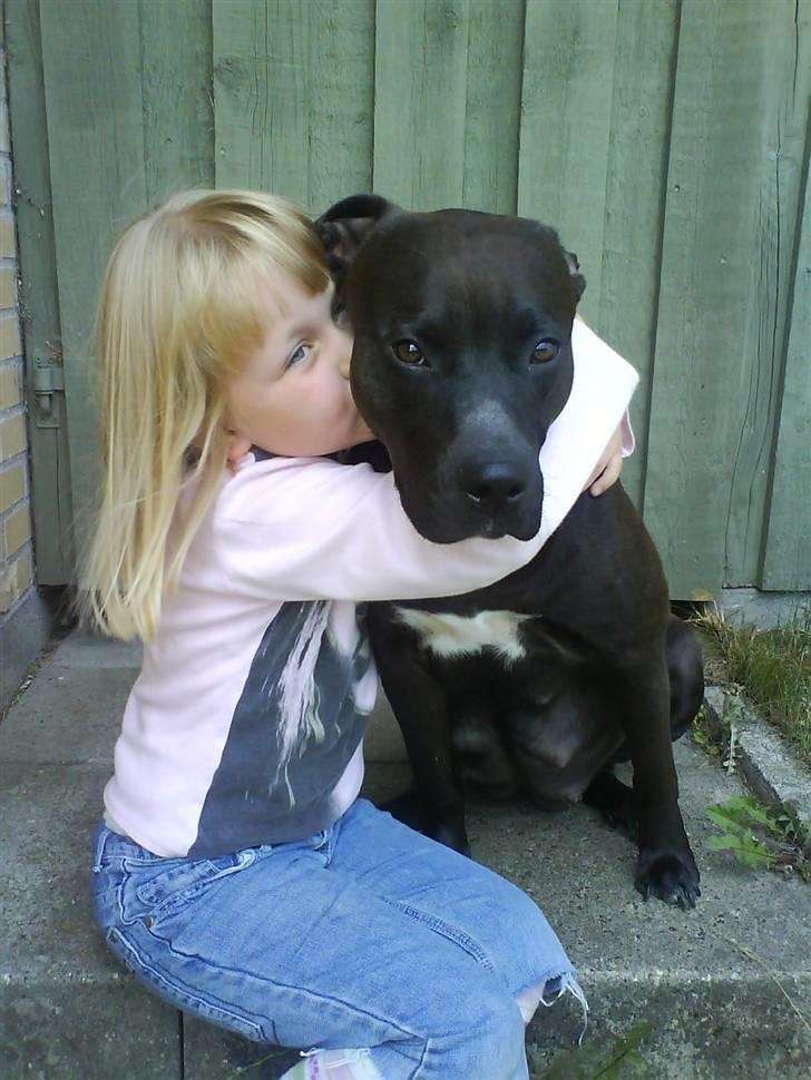 Amerikansk staffordshire terrier Daisy  - Gode venner.  billede 14