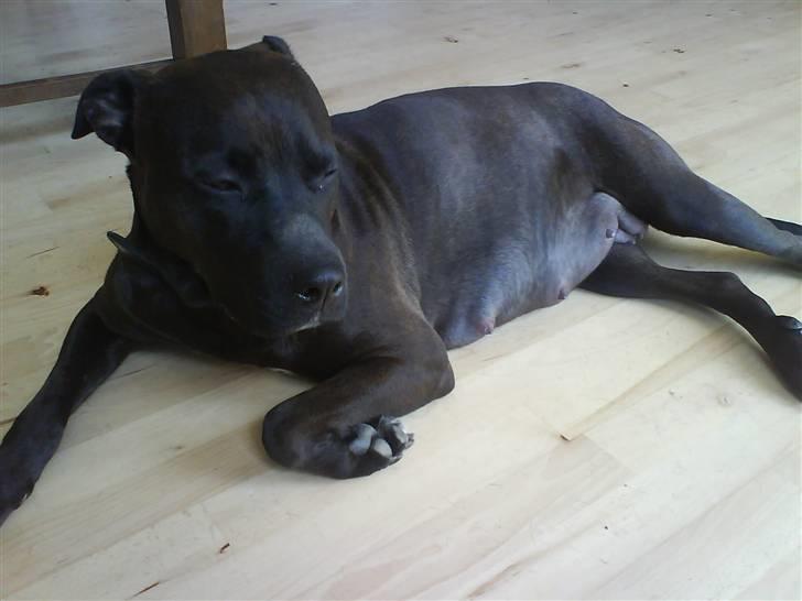 Amerikansk staffordshire terrier Daisy  - Det er dejligt med en lille lur.! billede 15