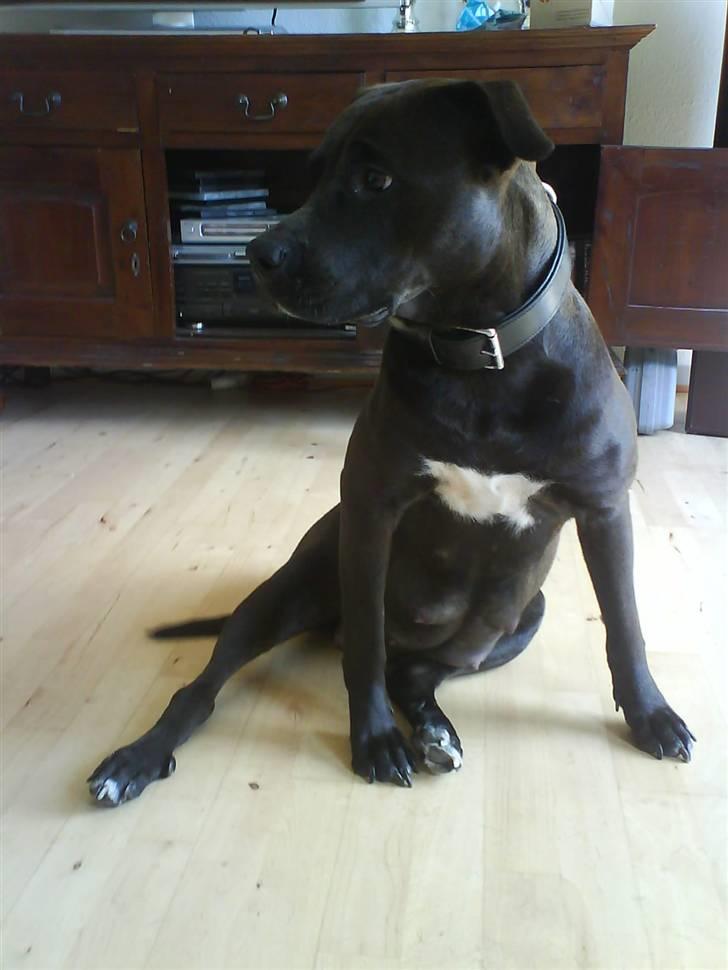 Amerikansk staffordshire terrier Daisy  - Her sidder jeg jo godt.  billede 16