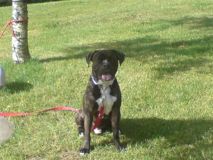 Amerikansk staffordshire terrier Daisy  - Santos far til de kommende hvalpe.. billede 17