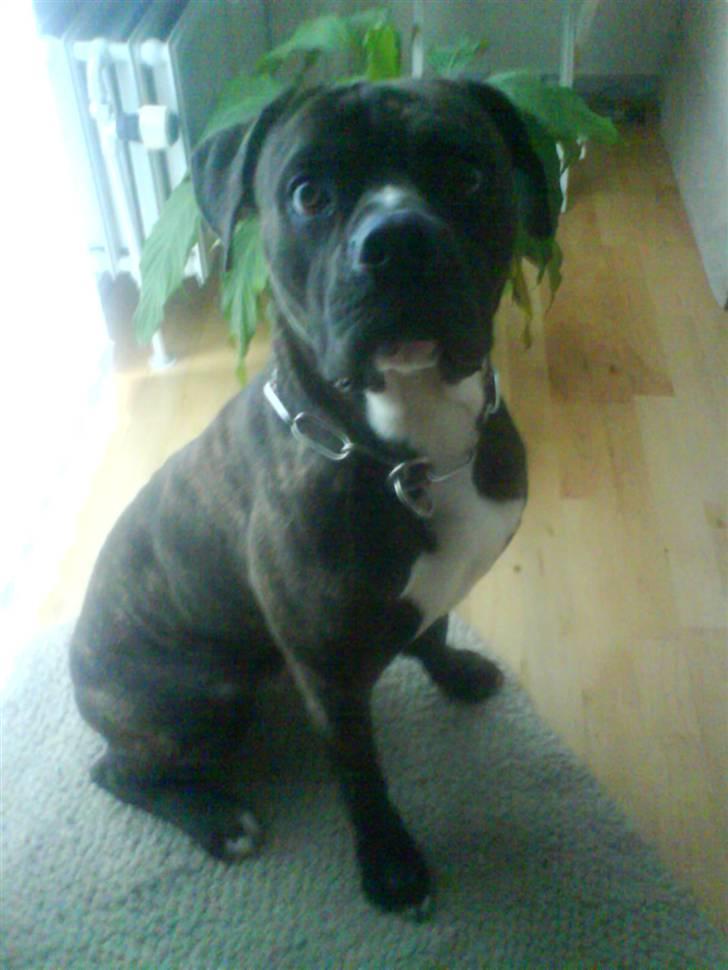 Amerikansk staffordshire terrier Daisy  - Jeg kan ses på http://hunde.dyregalleri.dk/html/gal_visbil.asp?ID=2335 billede 18