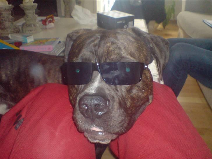 Amerikansk staffordshire terrier Daisy  - Er jeg ikke cool! billede 19