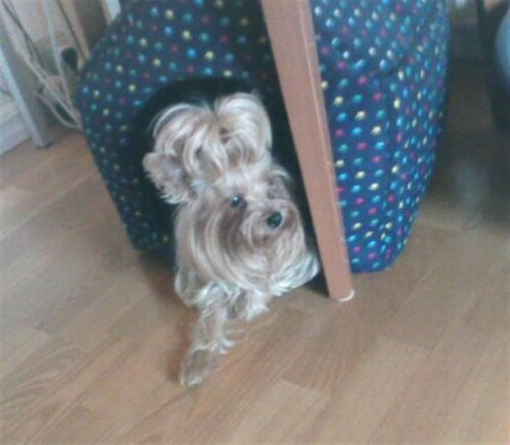 Yorkshire terrier Yasmin billede 1