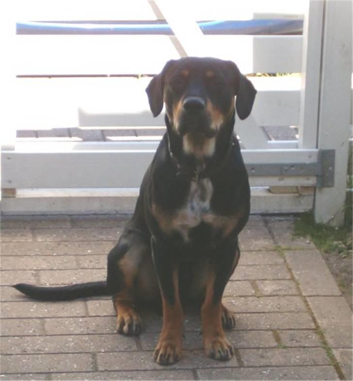 Blanding af racer Kenzo billede 11