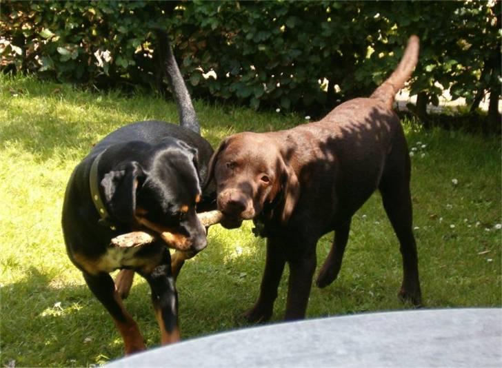 Blanding af racer Kenzo billede 12