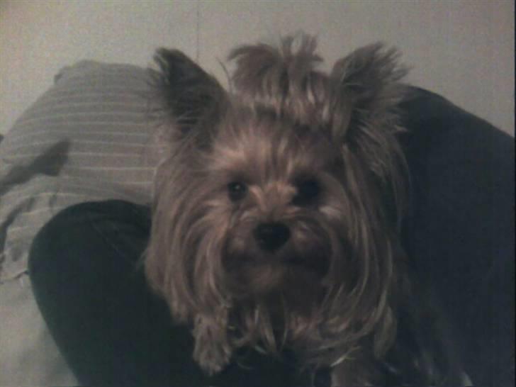 Yorkshire terrier Yasmin billede 2