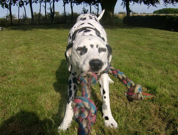 Dalmatiner Minalli's Noble Naval - "....træk mor....træk nu!!" billede 10