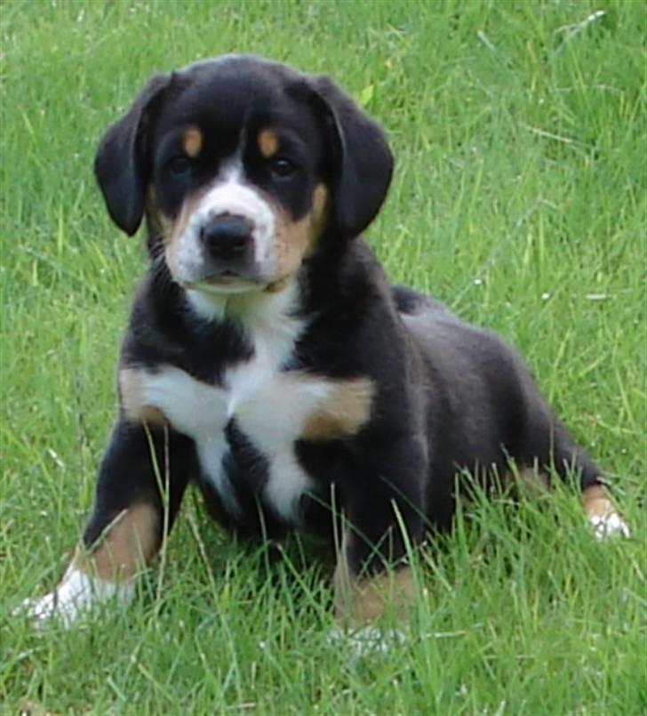 Entlebucher sennenhund Ludvig  - Her er vores lille prop så! billede 1