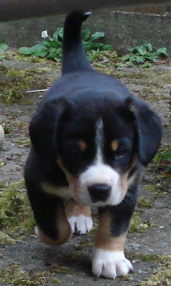 Entlebucher sennenhund Ludvig  - Jeg går ind i alle med "sko" på! billede 2