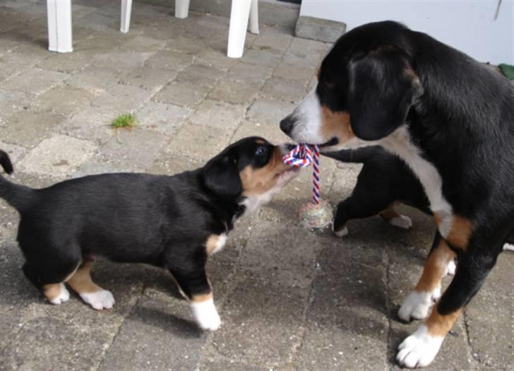 Entlebucher sennenhund Ludvig  - Her er jeg sammen med min mor! billede 3