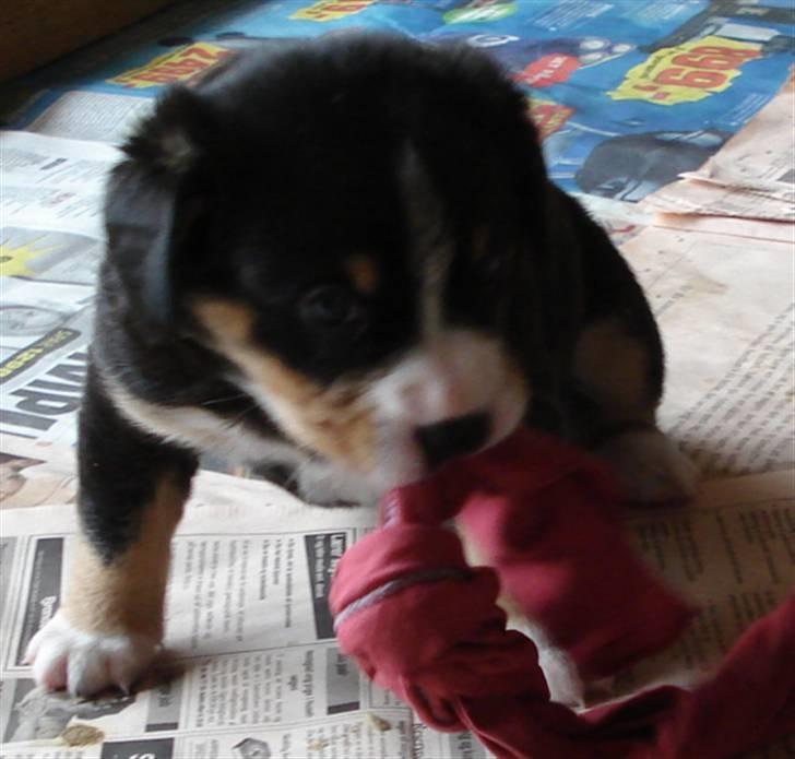 Entlebucher sennenhund Ludvig  - noget af det første "legetøj" jeg har fundet! billede 4