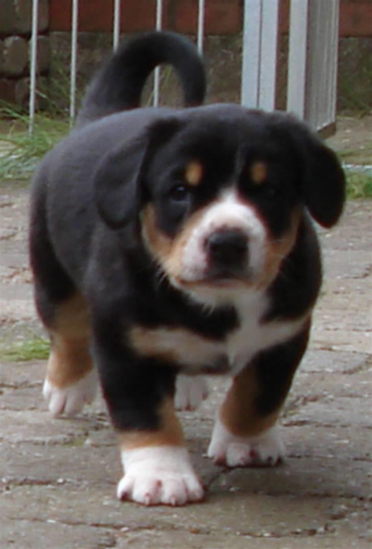 Entlebucher sennenhund Ludvig  - Jeg skal nok blive en stor flot hund! billede 5
