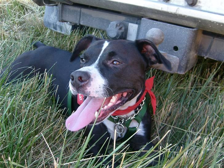 Amerikansk staffordshire terrier Oskar - puha det var hårdt at løbe rundt og fange mus :) billede 1