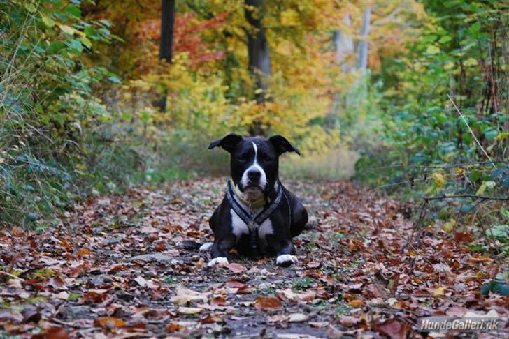 Amerikansk staffordshire terrier Oskar - smuk natur og smuk hund ;) billede 7