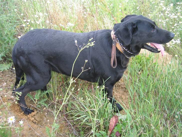 Labrador retriever Fido (formel 1) - min dejlige vovse står og kigger .... billede 18