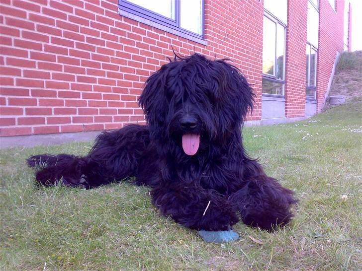 Briard Zita billede 1