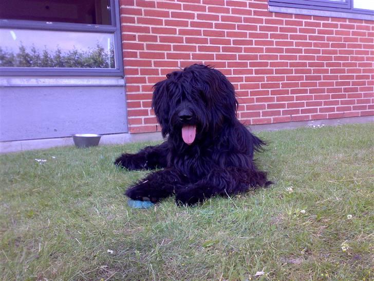 Briard Zita billede 2