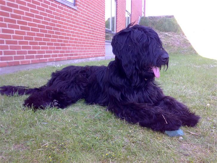 Briard Zita billede 3