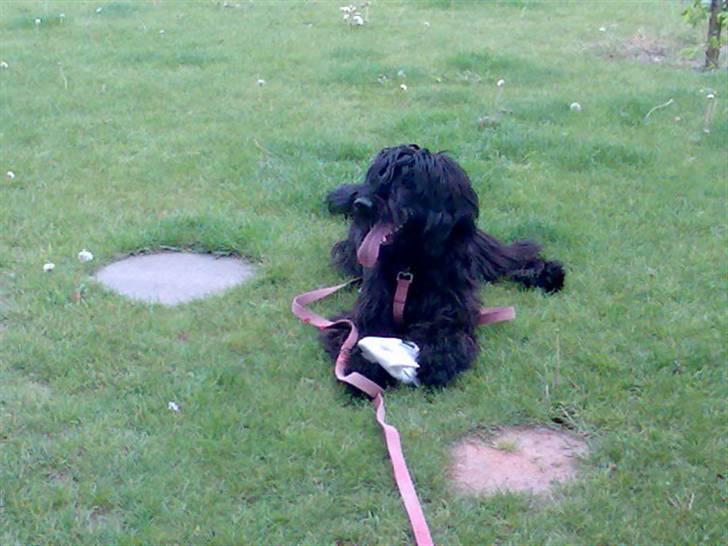 Briard Zita billede 4