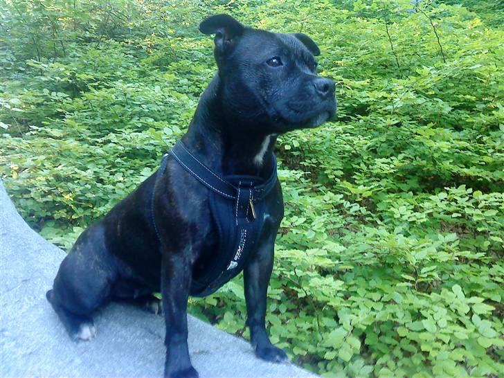 Staffordshire bull terrier Tezza - Så er jeg sommerklar billede 1