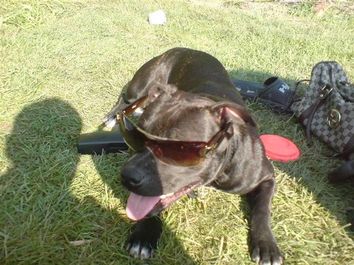 Staffordshire bull terrier Tezza - se mig hehe ca 2 år billede 2