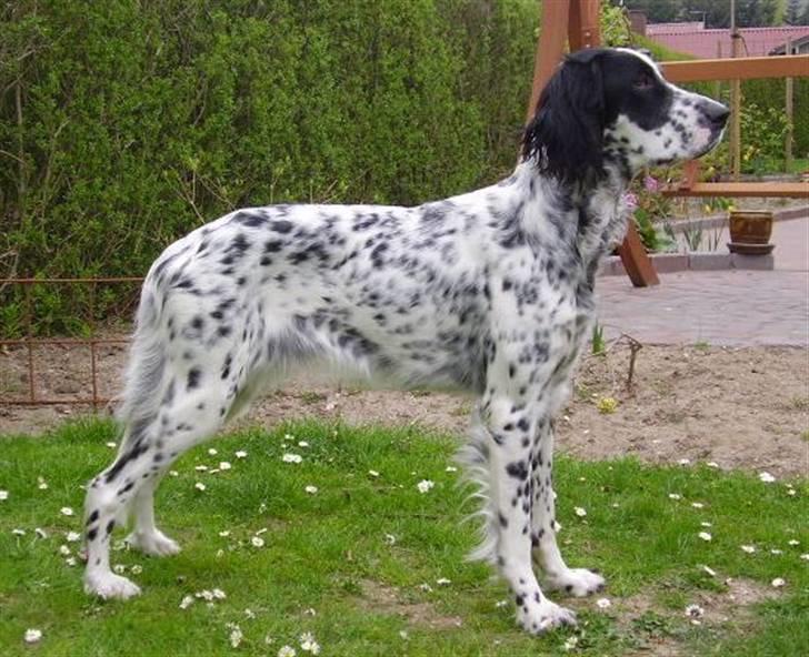 Engelsk setter Pibemølle Britney - Daisy på hendes 1 års fødselsdag billede 7