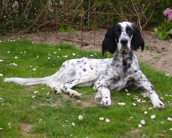 Engelsk setter Pibemølle Britney - Daisy på hendes 1 års fødselsdag billede 8