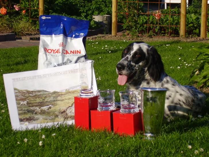 Engelsk setter Pibemølle Britney - Daisy med hendes premier for at blive bedste unghunde tæve!! billede 9