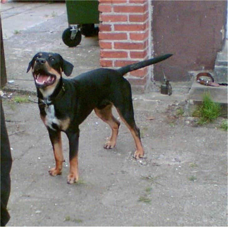 Blanding af racer Kenzo billede 13