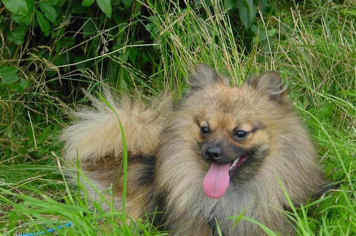Pomeranian Tyson, Sov godt Skat <3 R.I.P billede 12