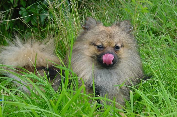Pomeranian Tyson, Sov godt Skat <3 R.I.P billede 13