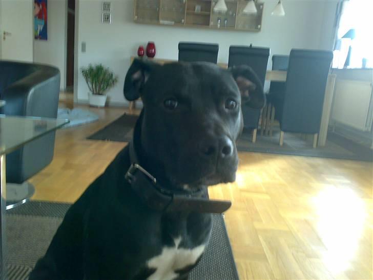 Amerikansk staffordshire terrier Heros (Omplaceret) billede 1