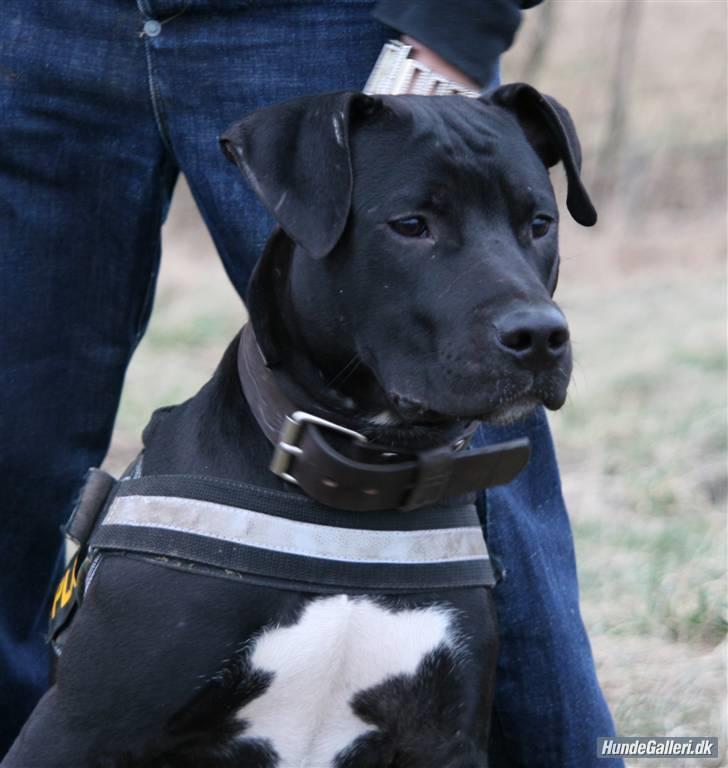 Amerikansk staffordshire terrier Heros (Omplaceret) billede 2