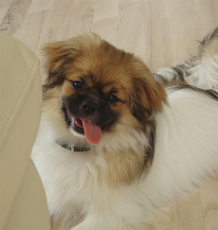 Tibetansk spaniel Nutsie billede 1