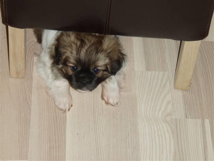 Tibetansk spaniel Nutsie billede 2