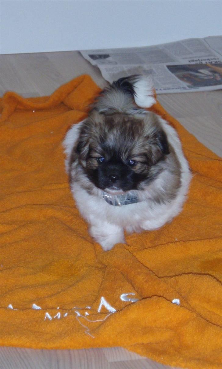 Tibetansk spaniel Nutsie billede 3