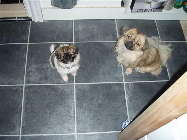 Tibetansk spaniel Nutsie billede 4