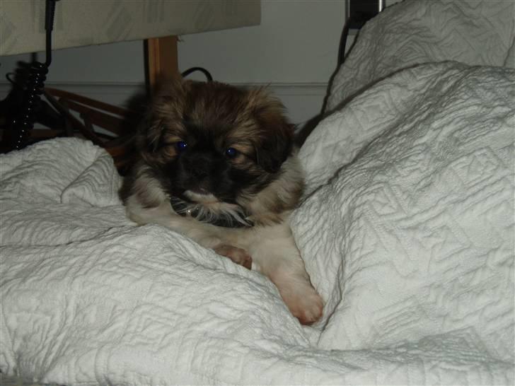 Tibetansk spaniel Nutsie billede 5