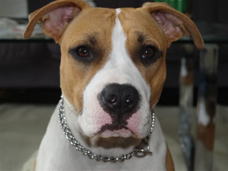 Amerikansk staffordshire terrier Baby R.I.P * Beverfis billede 1