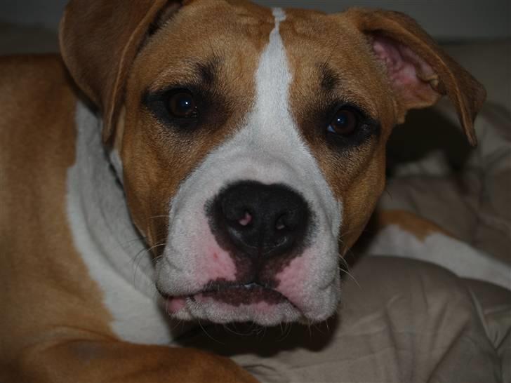 Amerikansk staffordshire terrier Baby R.I.P * Beverfis billede 2