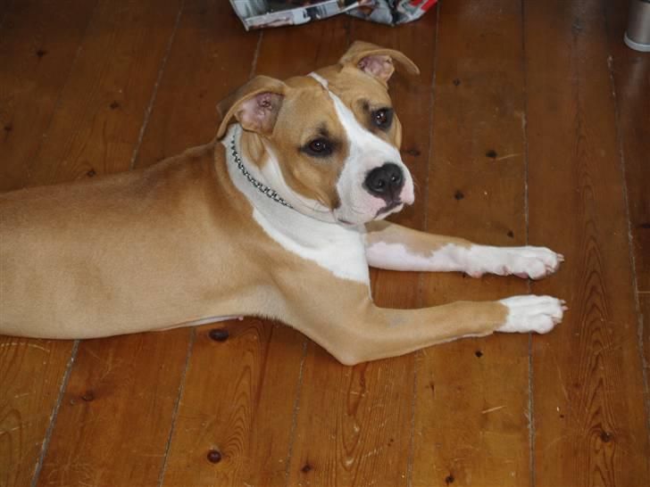 Amerikansk staffordshire terrier Baby R.I.P * Beverfis billede 3