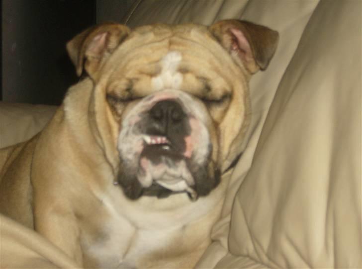 Engelsk bulldog Rynke - lidt træt er man vel altid billede 6