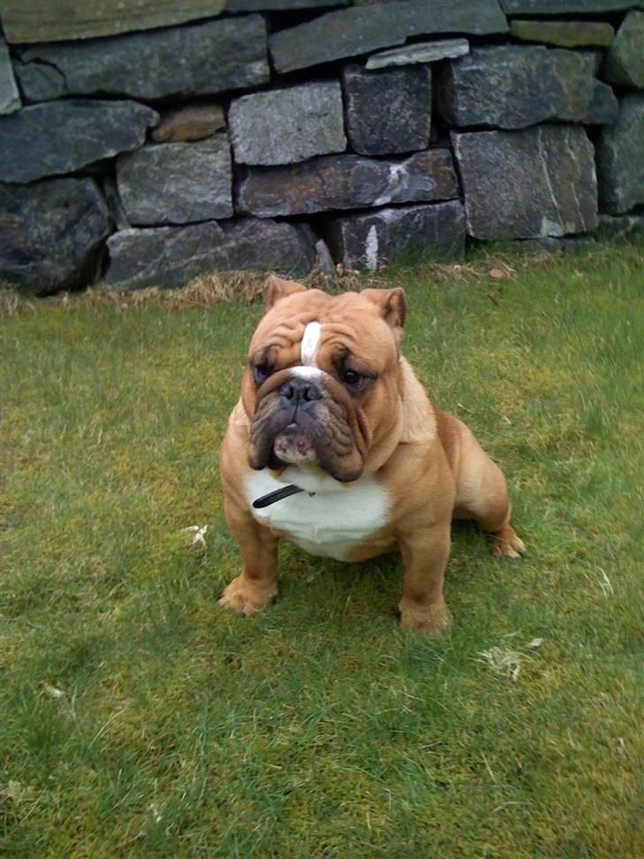 Engelsk bulldog King - bildet er tatt den 25.04.08 billede 3