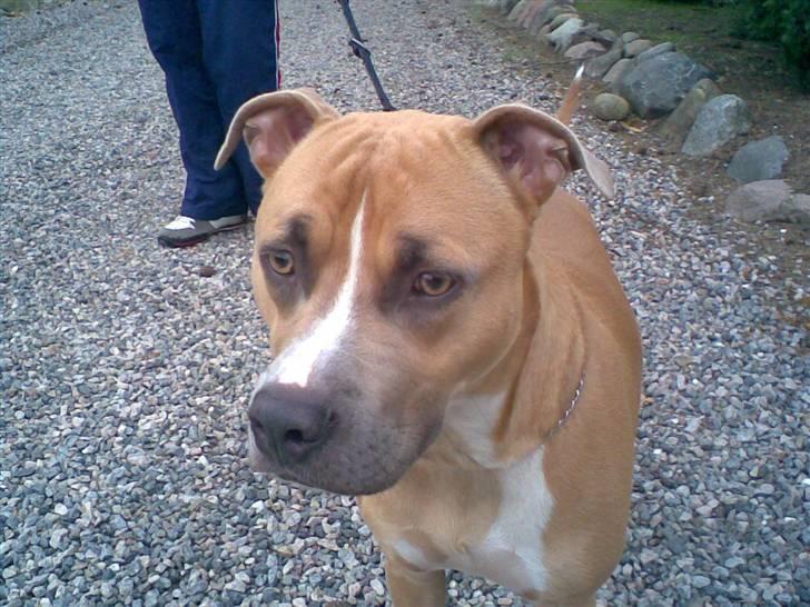 Amerikansk staffordshire terrier amstaff-Fighter - Vi var lige ude at gå tur billede 2